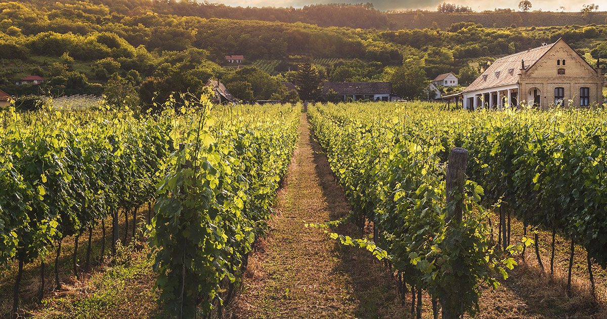 Featured Wine Region Burgundy Crush Wine Experiences