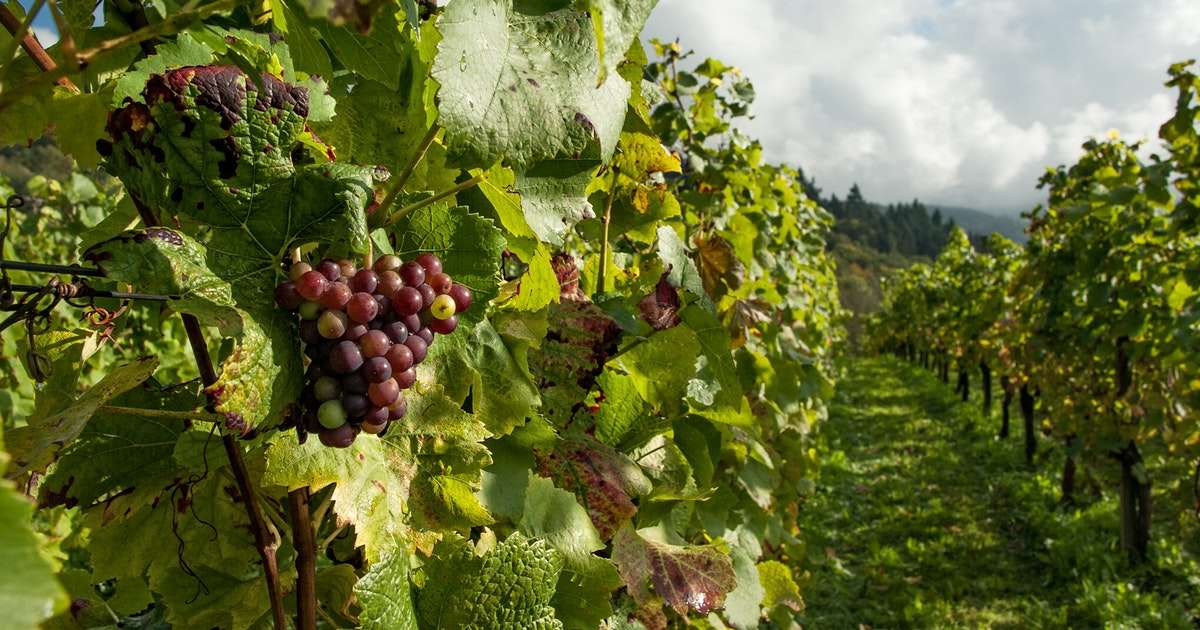 The Wines of Sardinia