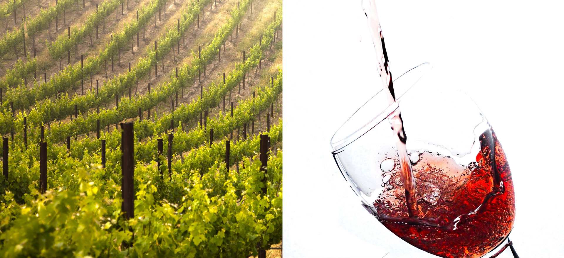 5 Wines for 2021: A Virtual Tasting w/ Goldschmidt Vineyards