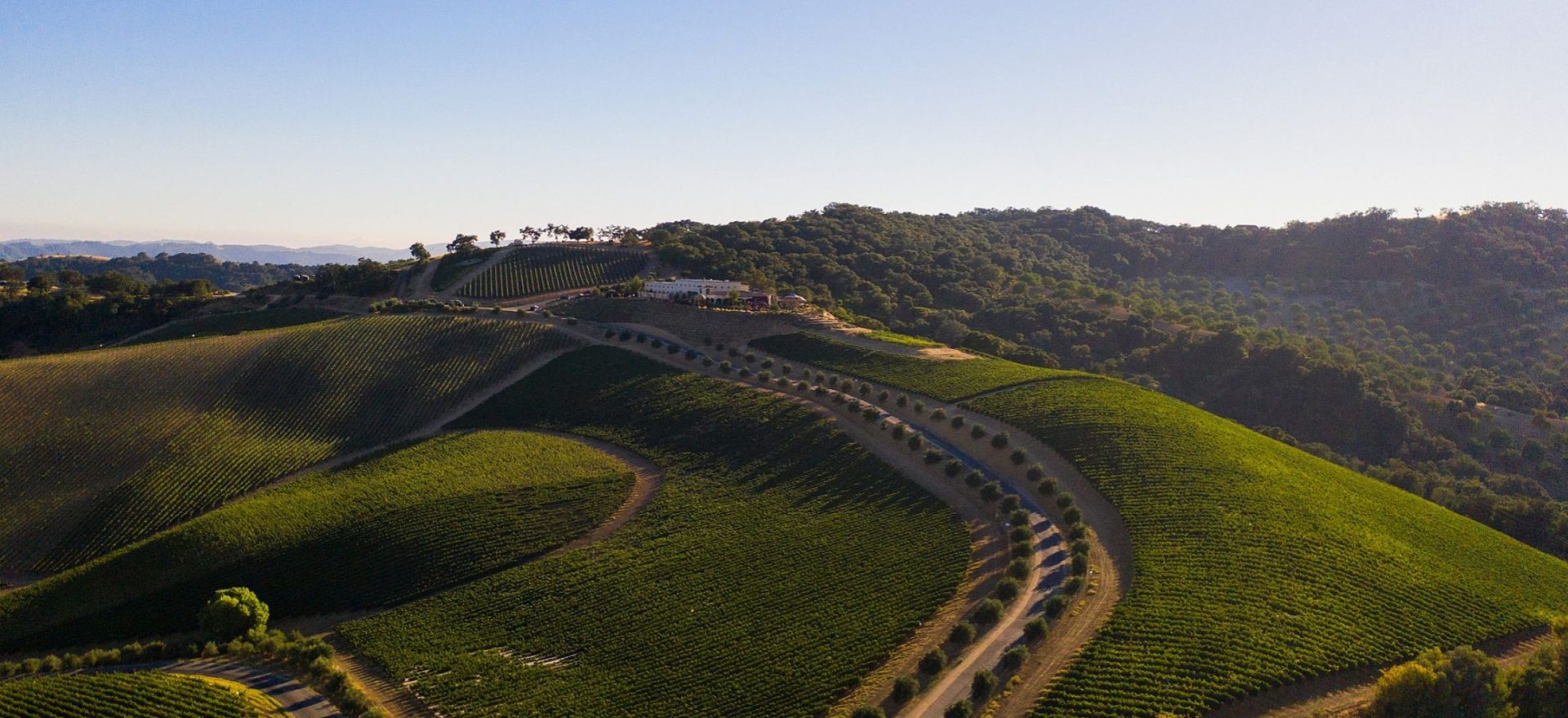 DAOU Vineyards – the Power of the Mountain