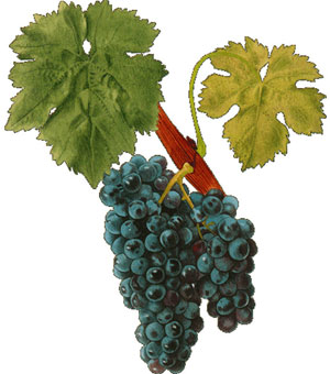 carignan grapes