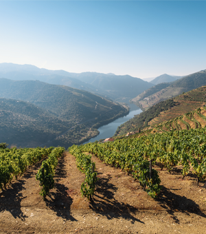 Exploring The Wines of Portugal
