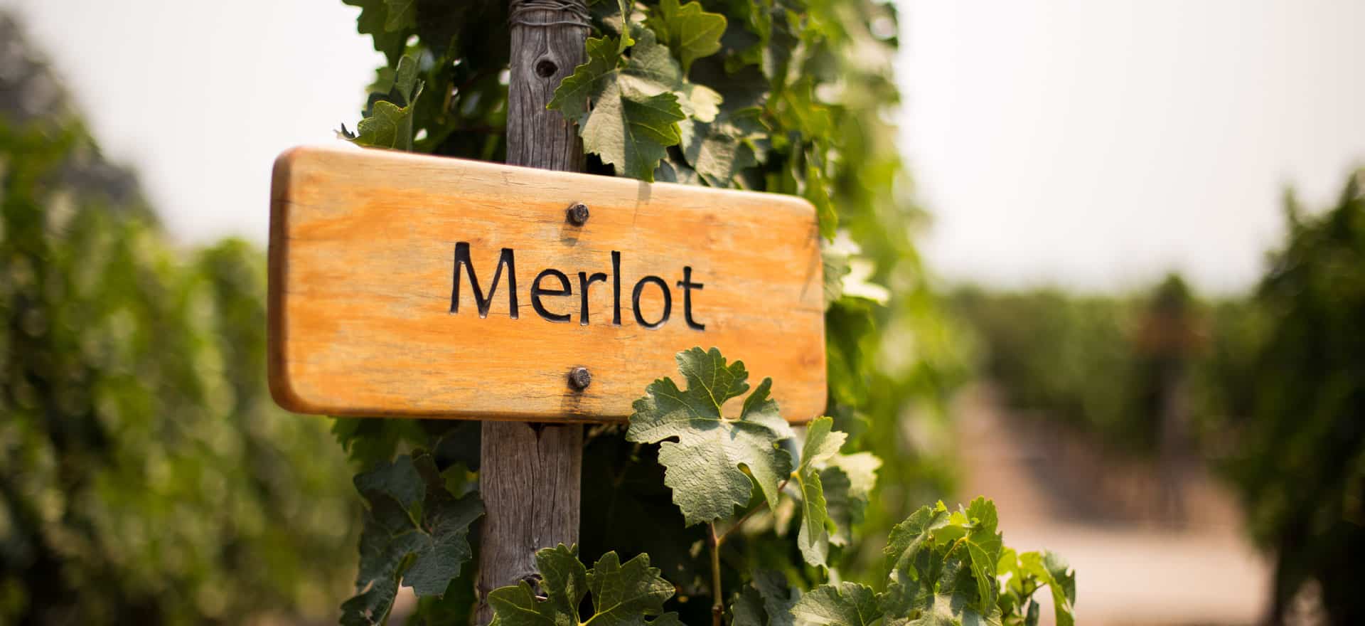 Merlot Doesn’t Suck!
