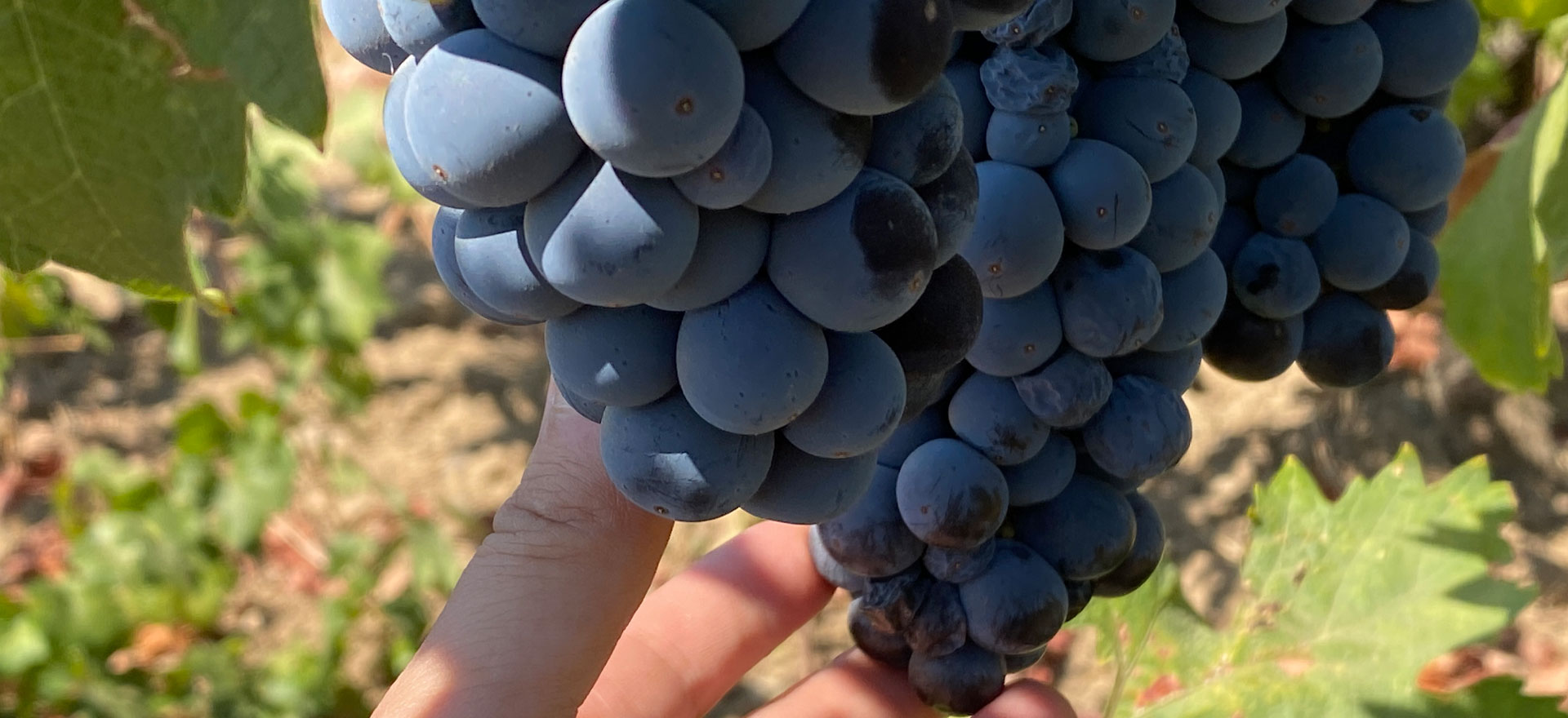 Winery Stef – Top Notch Artisanal Wines