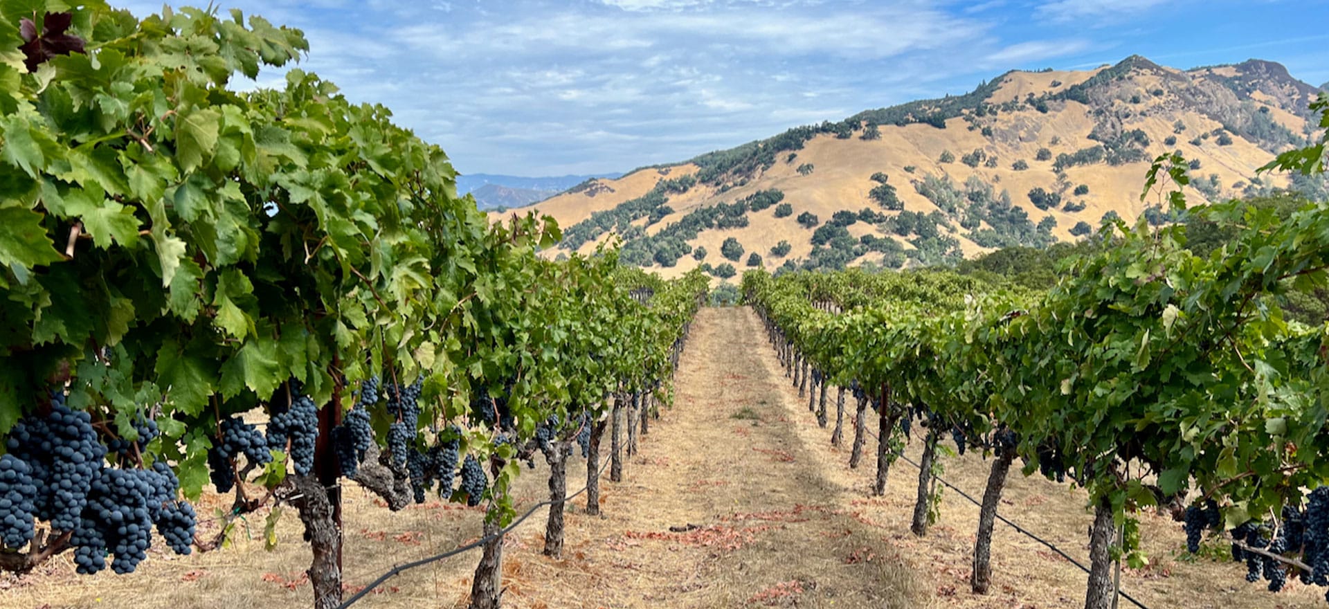 Florence Vineyard – Rockpile’s Original Zin. A Virtual Tasting.